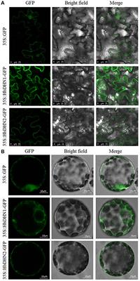 Effect of HbDHN1 and HbDHN2 Genes on Abiotic Stress Responses in Arabidopsis